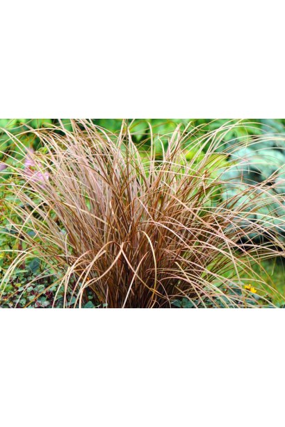 Куртина осоки жгутикової Auburn у ландшафті